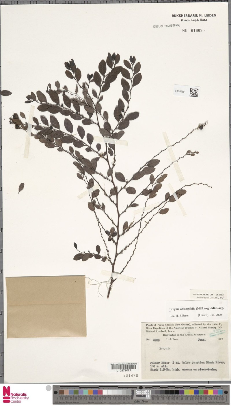Breynia oblongifolia var. suborbicularis