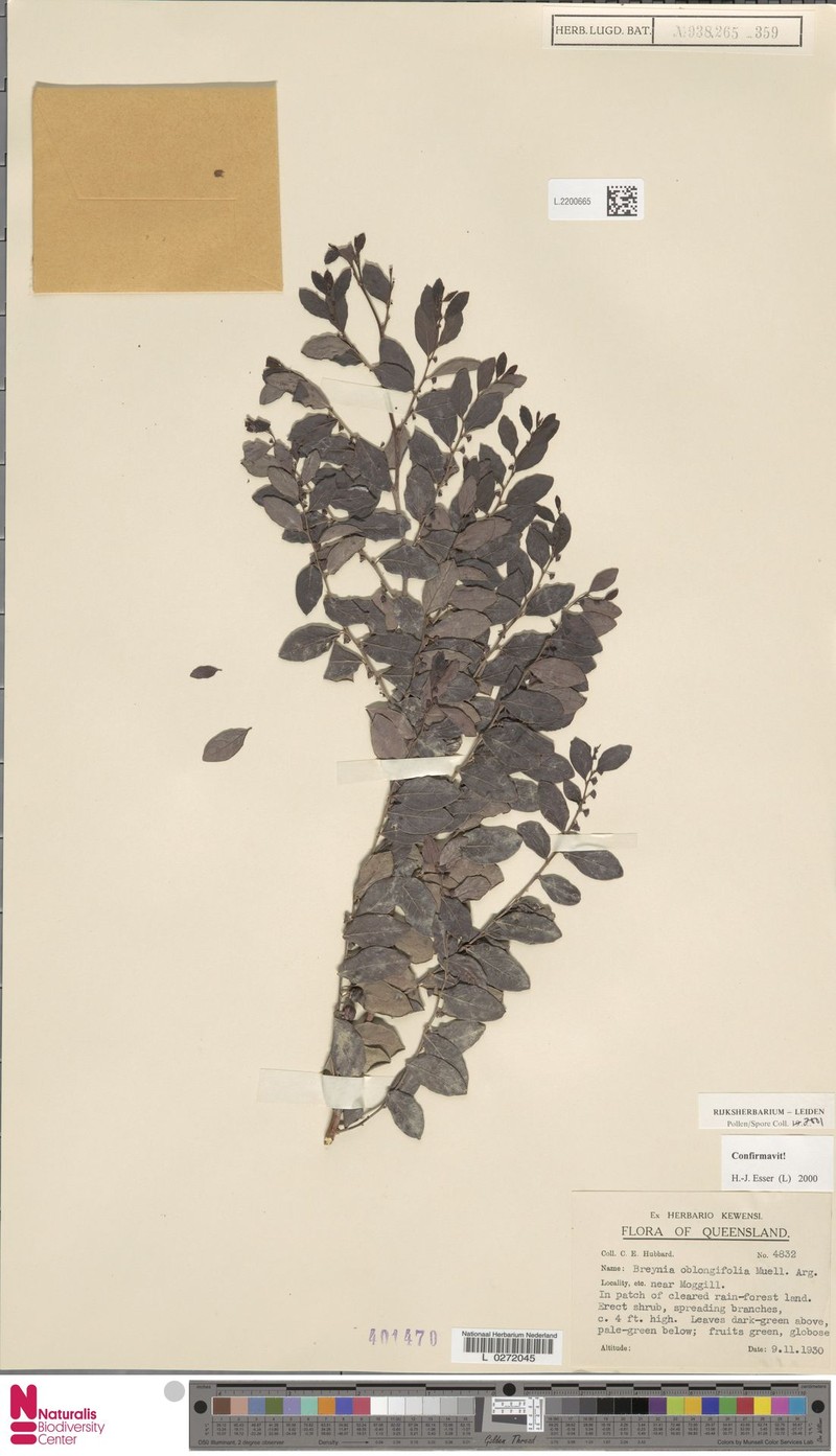 Breynia oblongifolia var. suborbicularis photo 3
