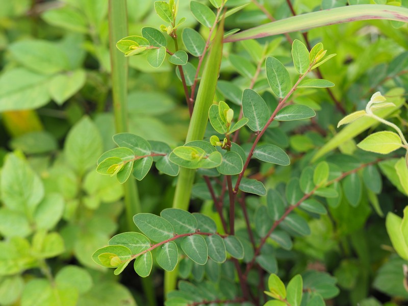 Breynia officinalis
