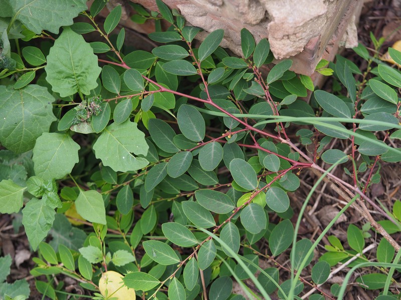 Breynia officinalis photo 2