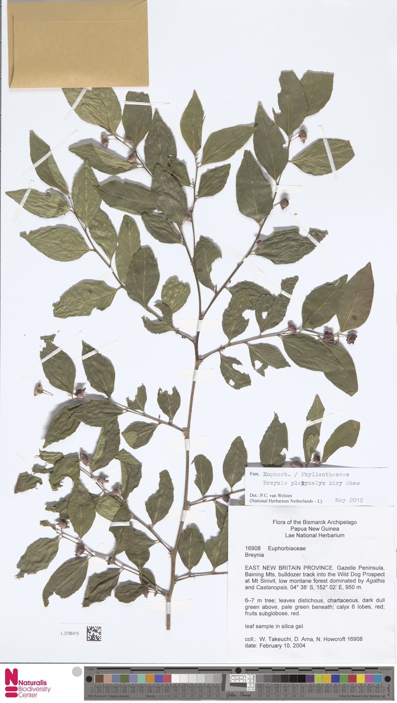 Breynia platycalyx