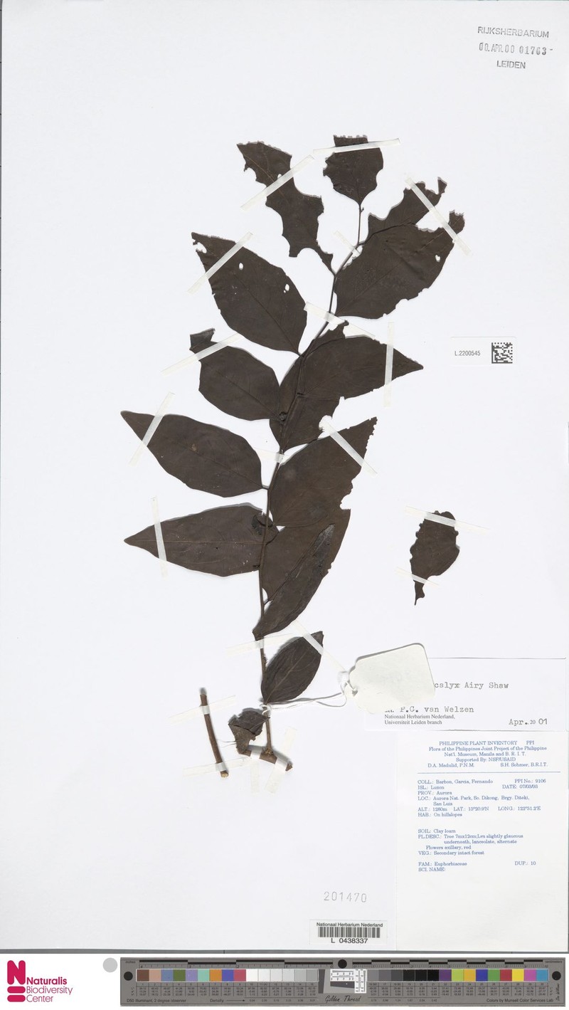Breynia platycalyx photo 2