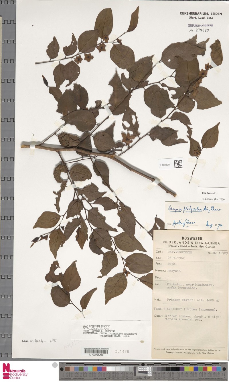 Breynia platycalyx photo 3