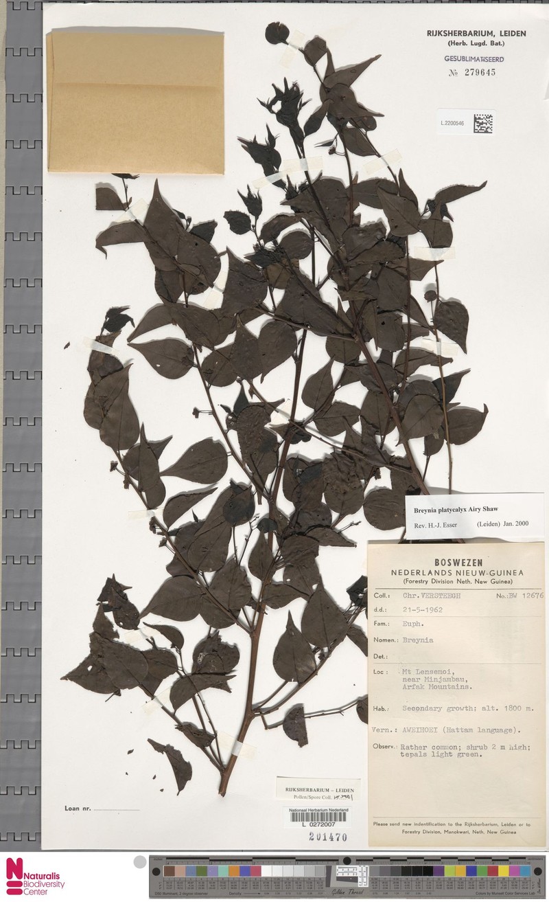 Breynia platycalyx photo 4