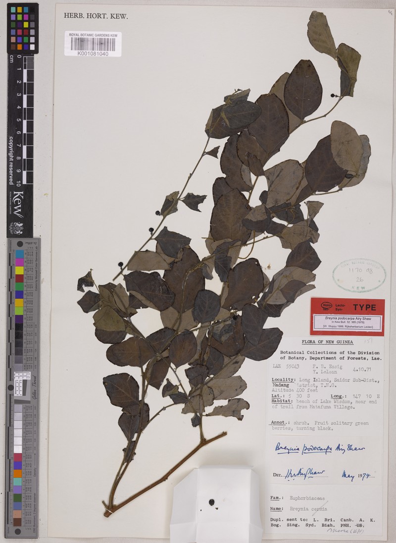 Breynia podocarpa
