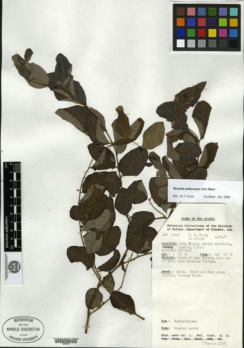 Breynia podocarpa photo 2