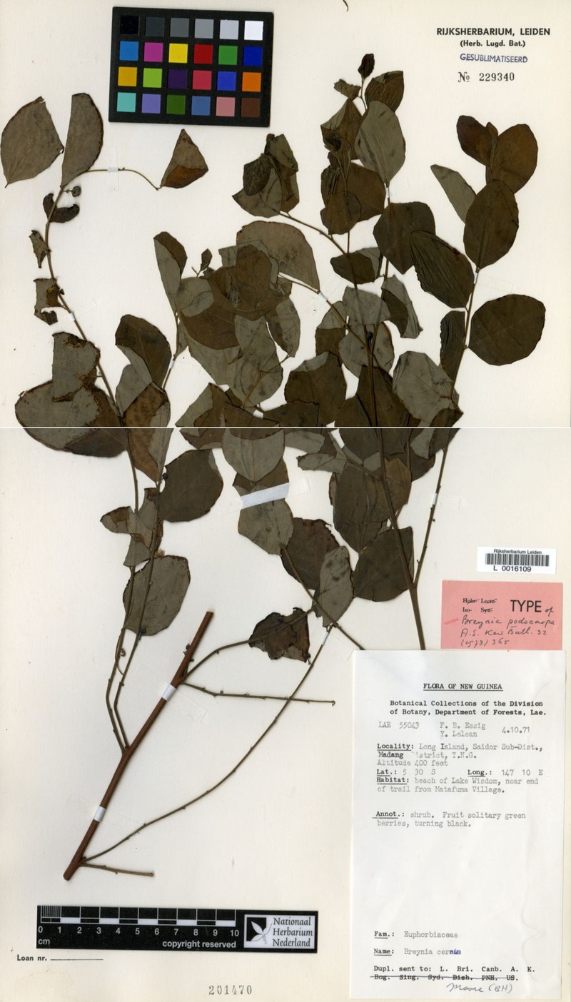 Breynia podocarpa photo 3