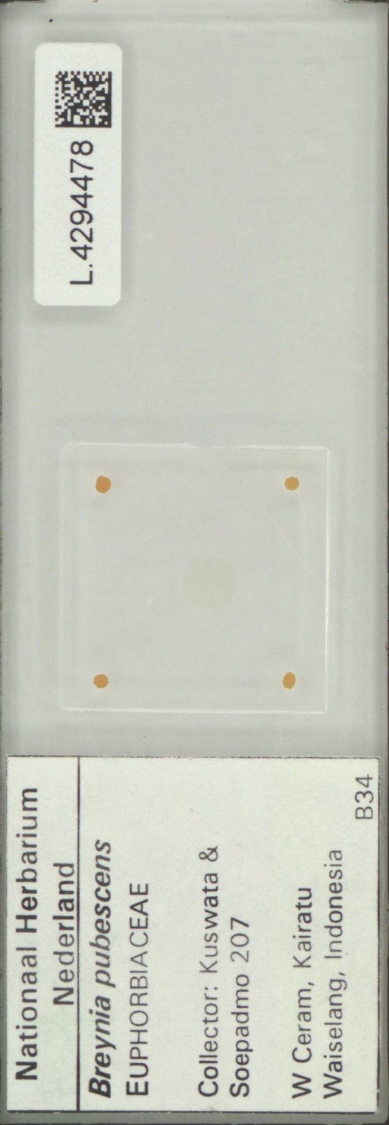 Breynia pubescens