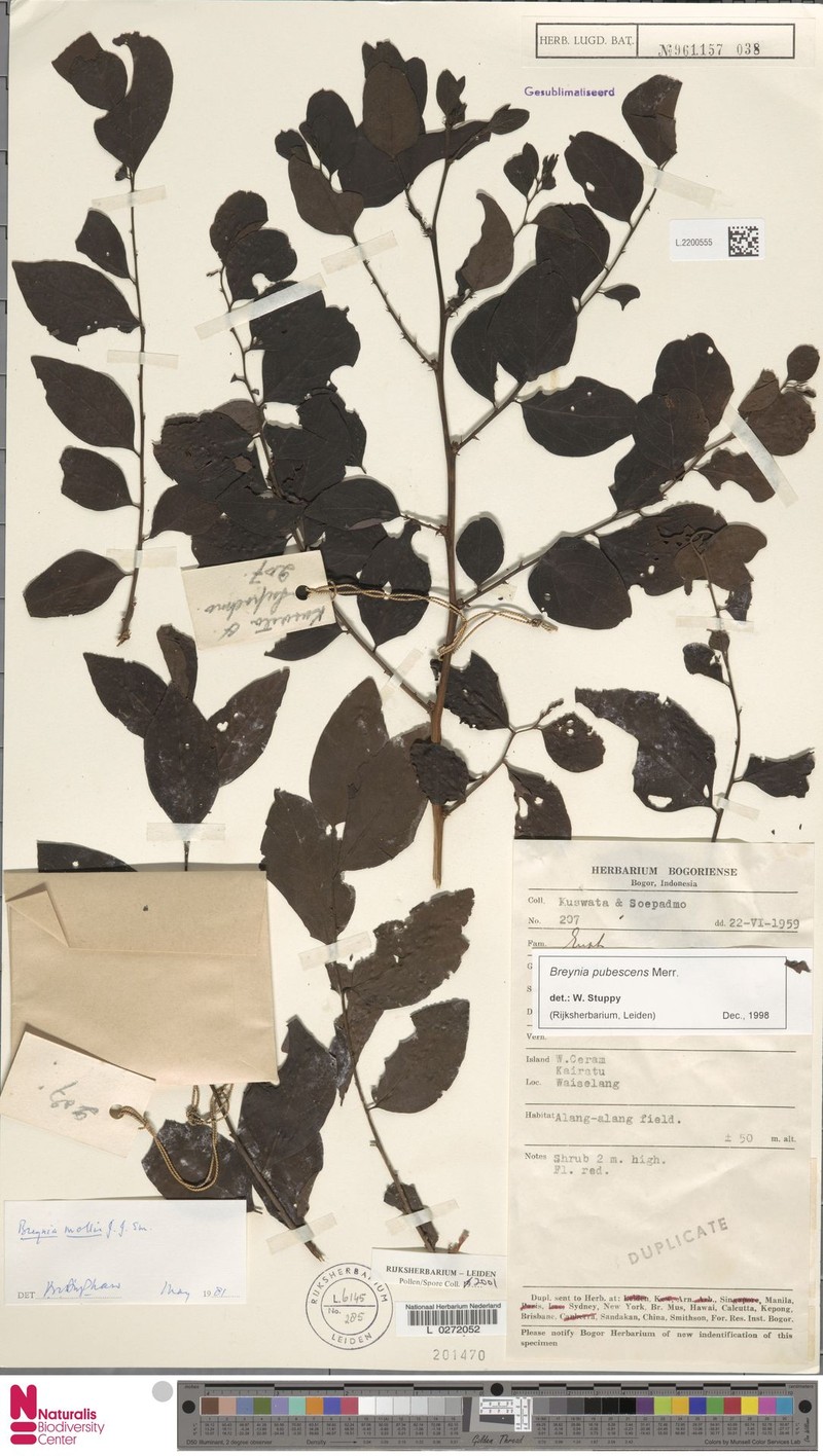 Breynia pubescens photo 2