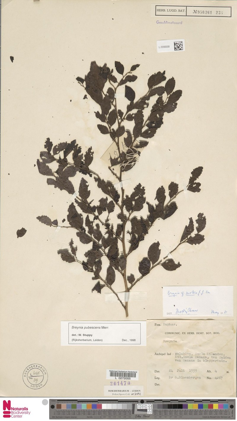Breynia pubescens photo 3