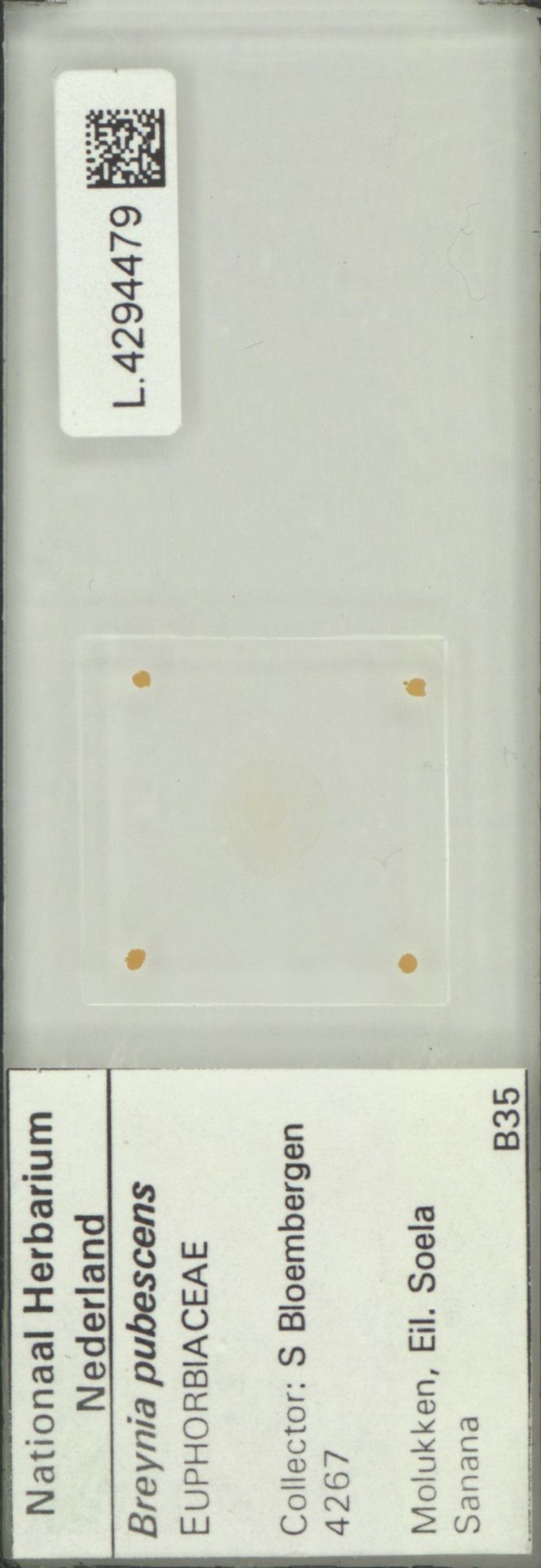 Breynia pubescens photo 4