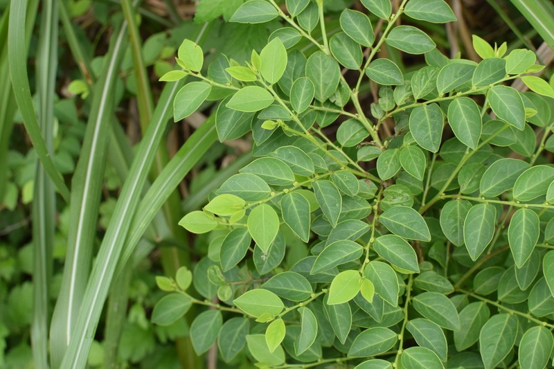 Breynia rostrata