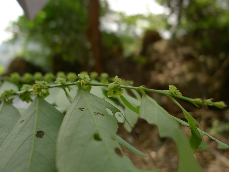 Breynia rostrata photo 2