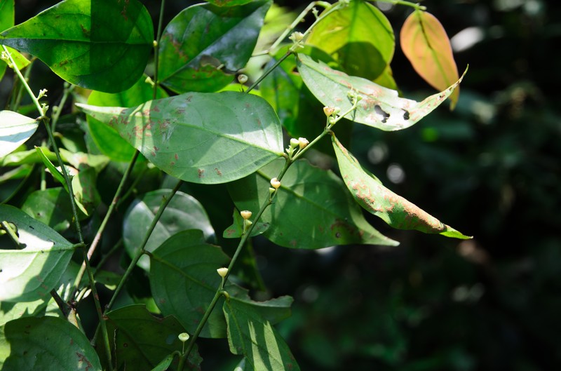 Breynia rostrata photo 3