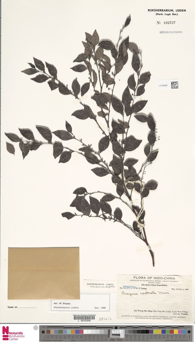 Breynia rostrata photo 4