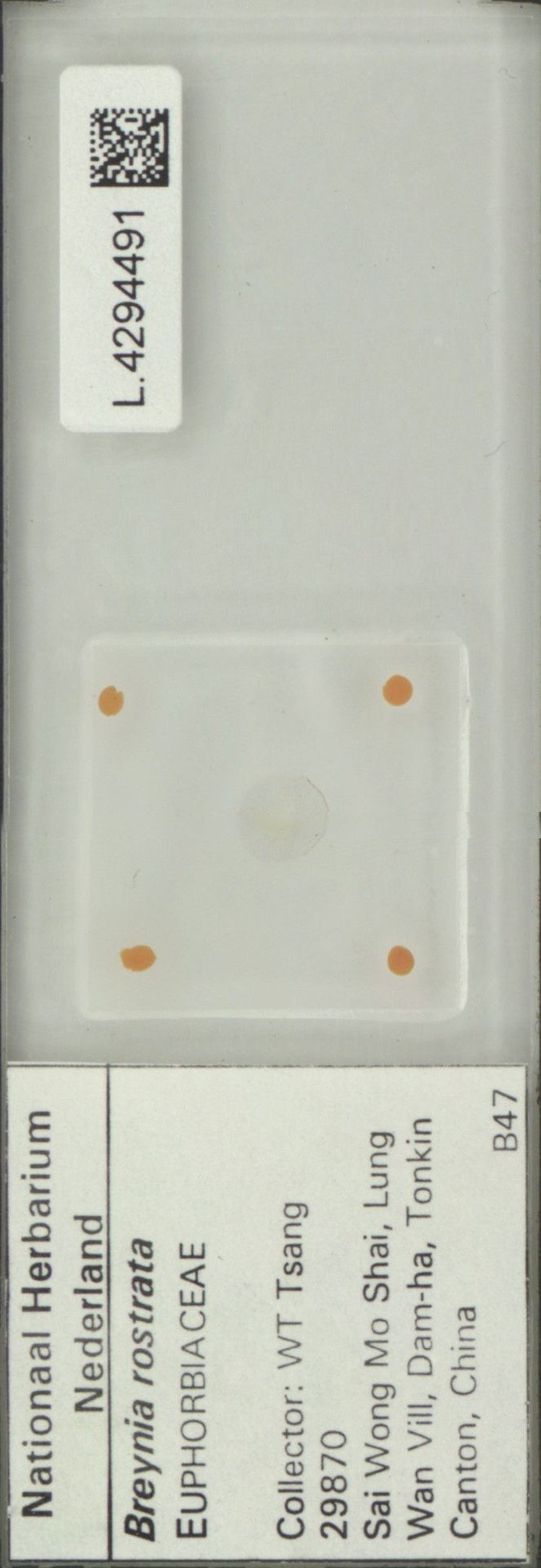 Breynia rostrata photo 5