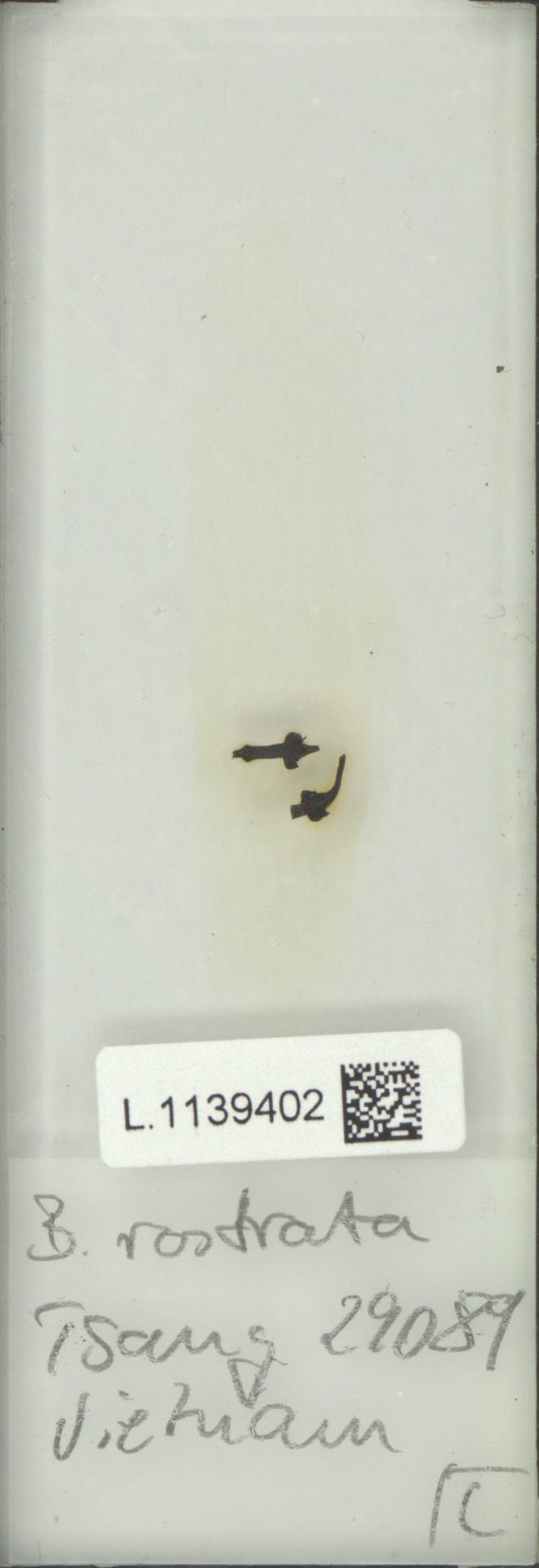 Breynia rostrata photo 6