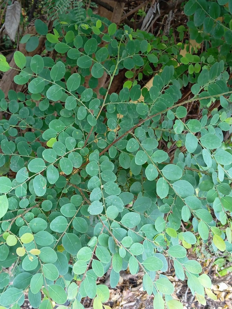 Breynia suborbicularis
