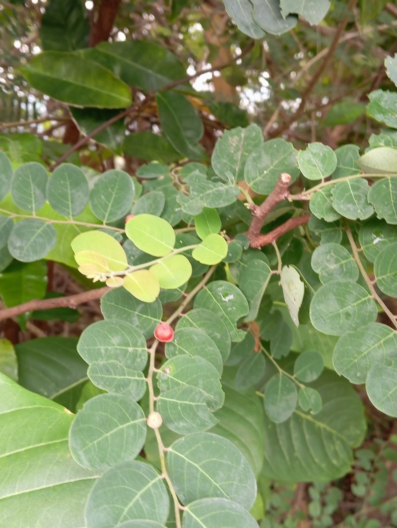 Breynia suborbicularis photo 2