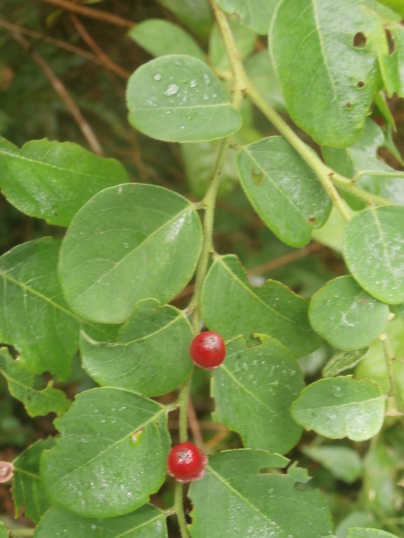 Breynia suborbicularis photo 3