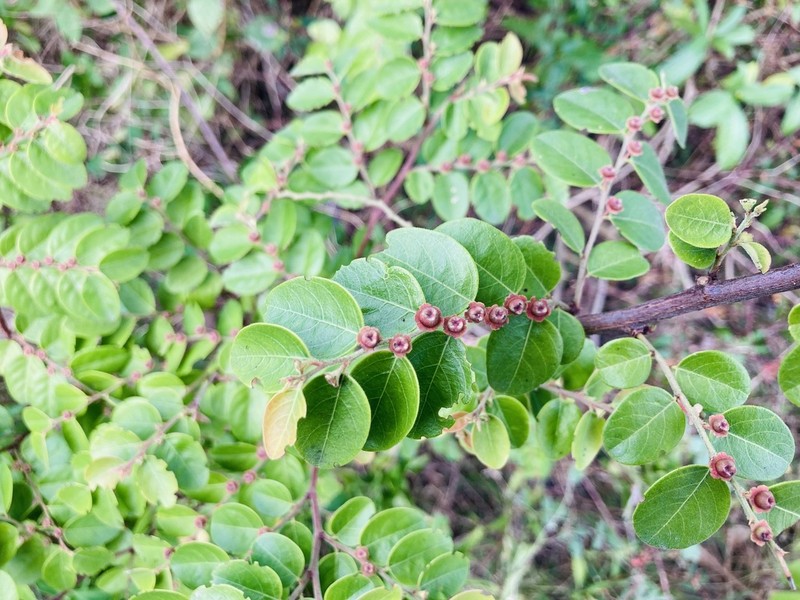 Breynia suborbicularis photo 5
