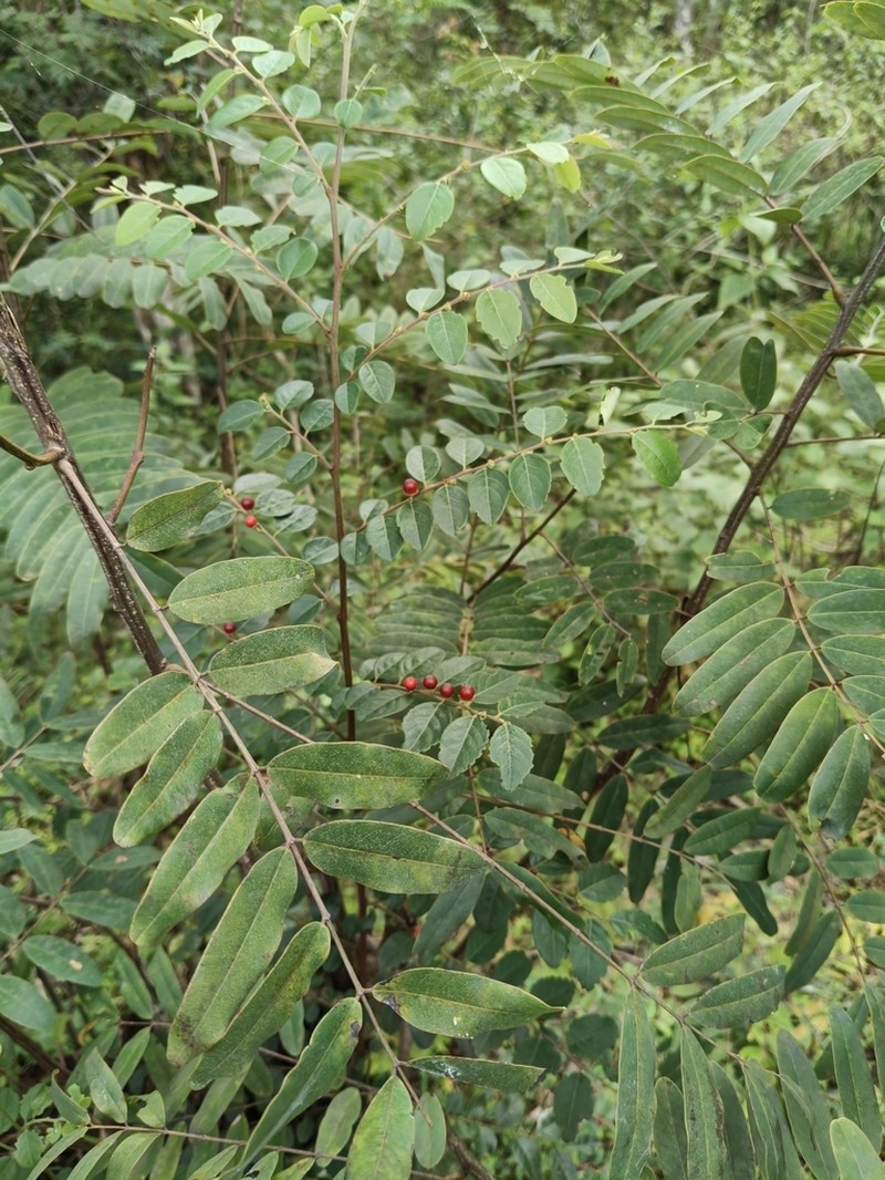 Breynia suborbicularis photo 8