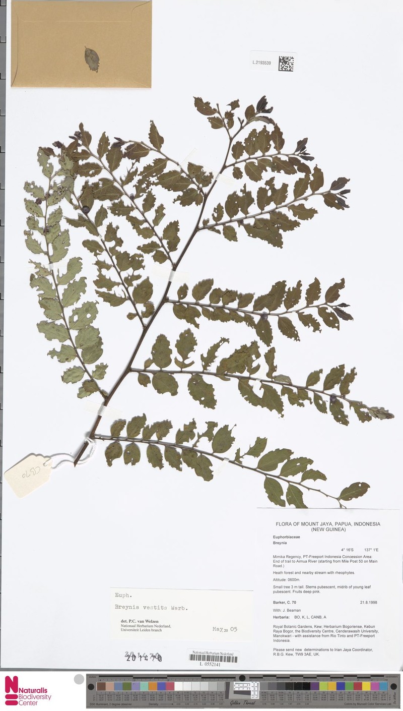 Breynia vestita