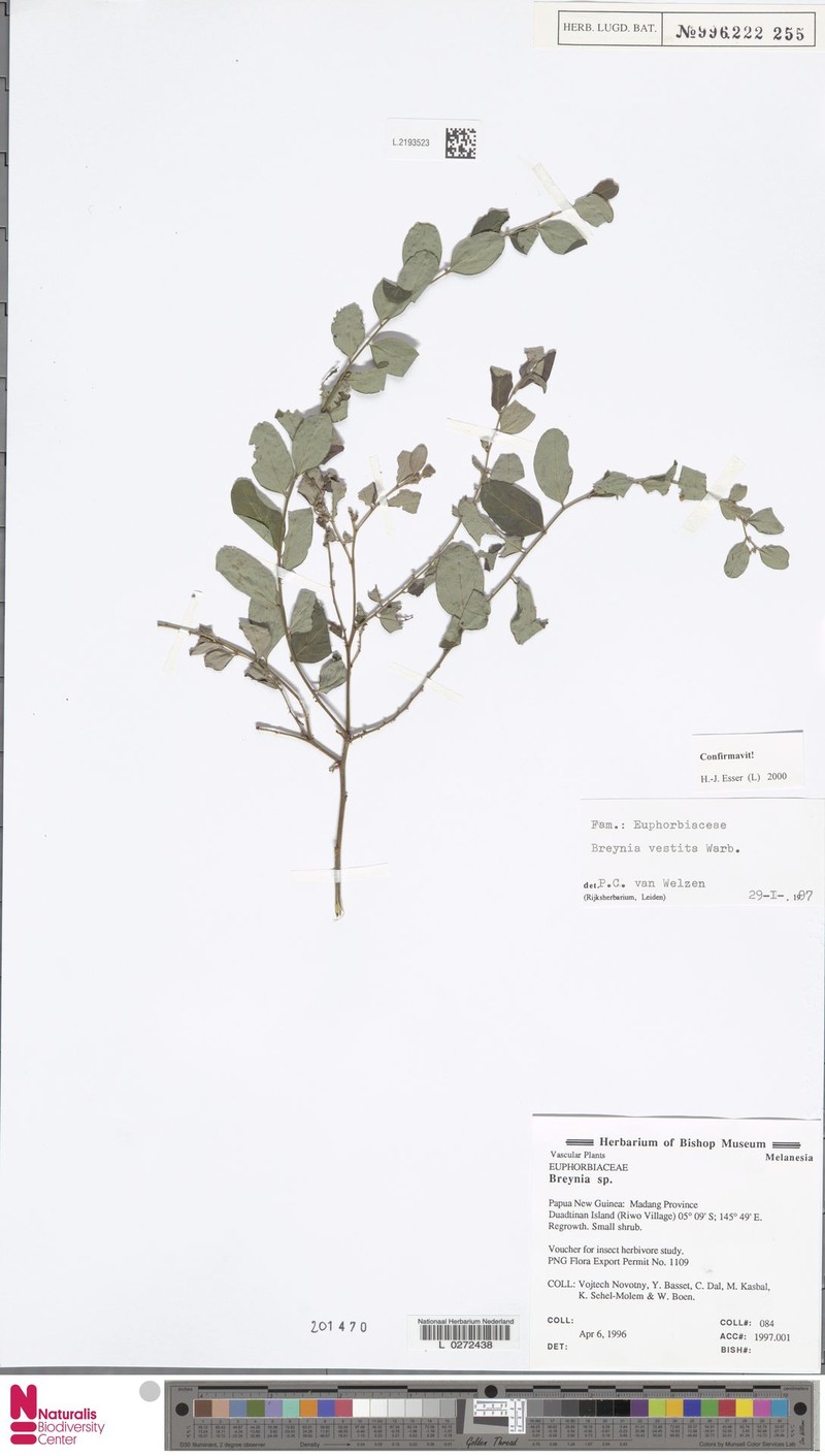 Breynia vestita photo 2