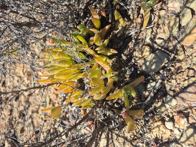 Brianhuntleya purpureostyla