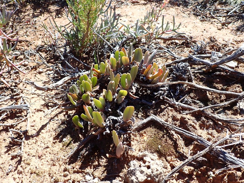 Brianhuntleya purpureostyla photo 2