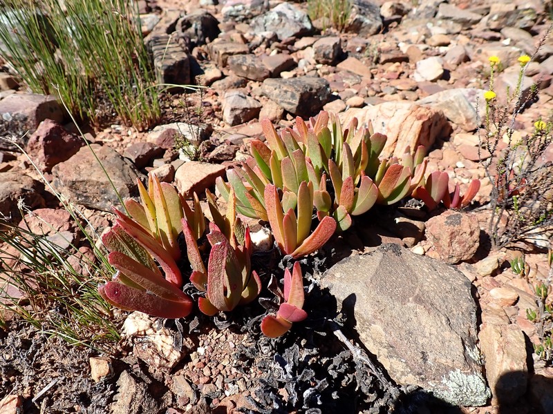 Brianhuntleya purpureostyla photo 3