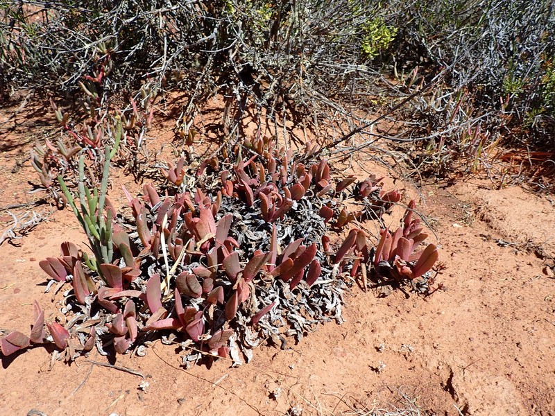Brianhuntleya purpureostyla photo 4