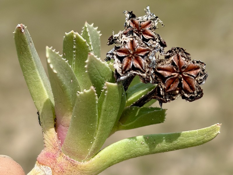 Brianhuntleya quarcicola