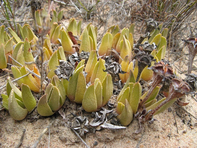 Brianhuntleya quarcicola photo 3