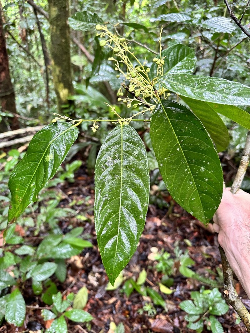 Bribria apiculata