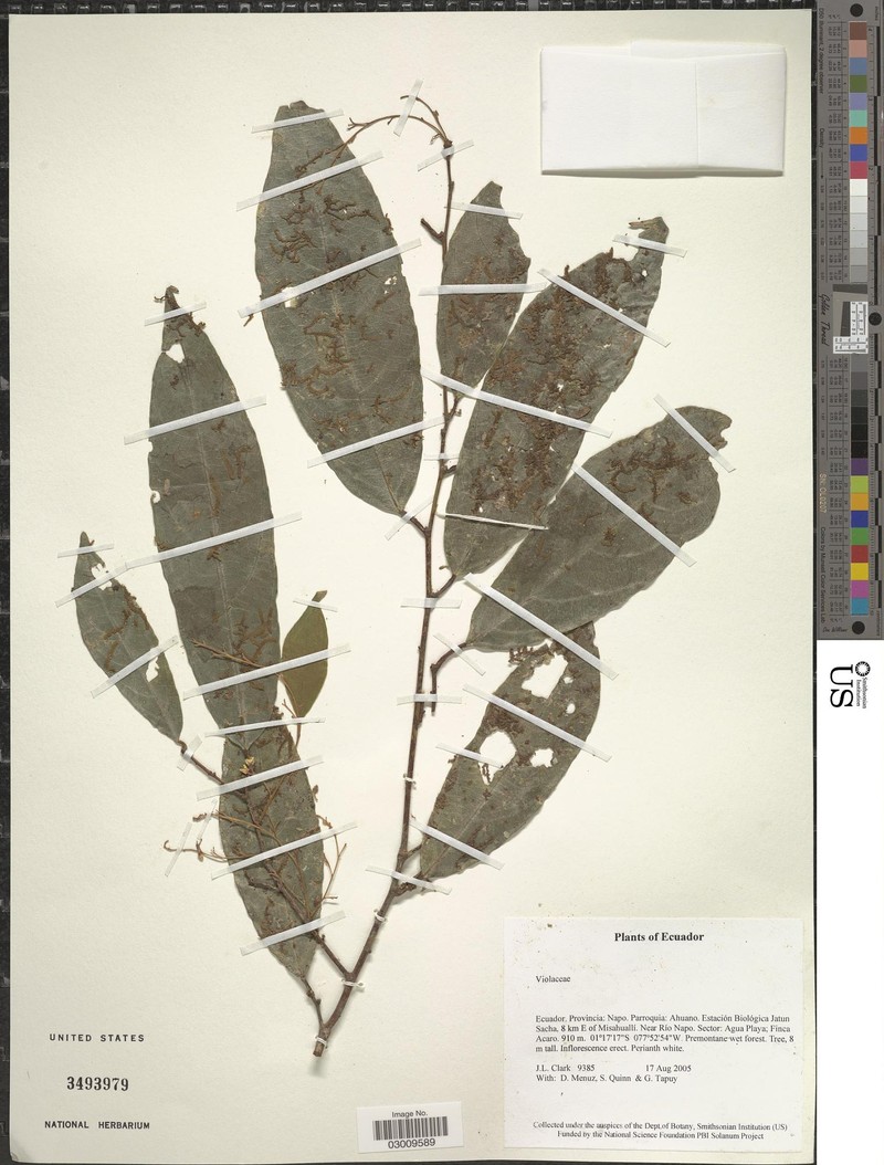 Bribria apiculata photo 2