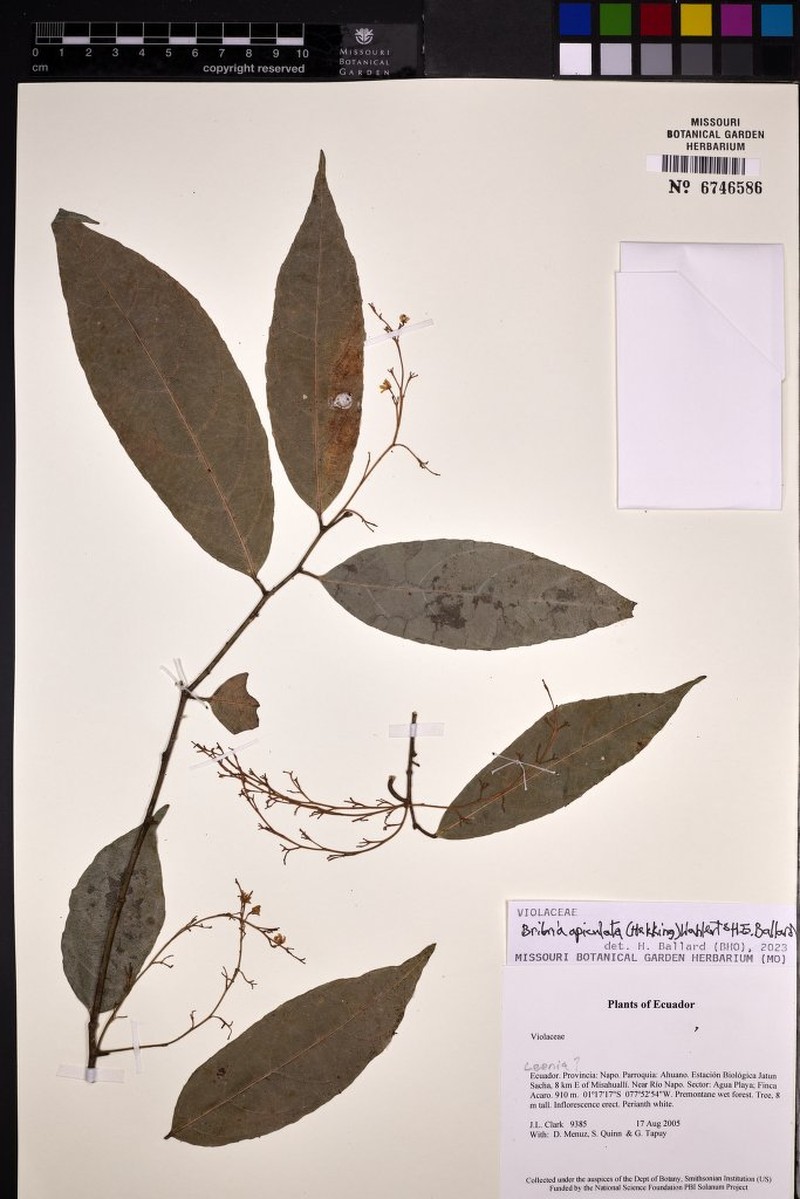 Bribria apiculata photo 3