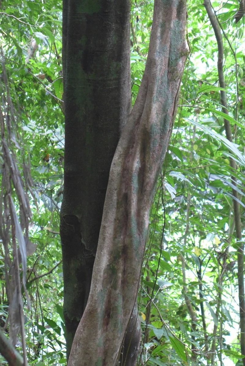 Bribria crenata