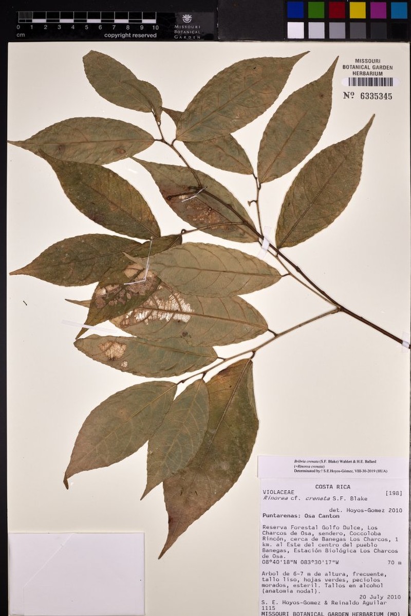Bribria crenata photo 2