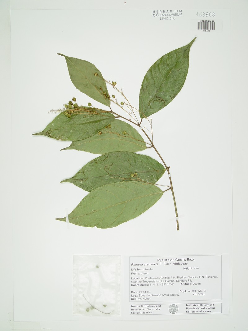 Bribria crenata photo 3