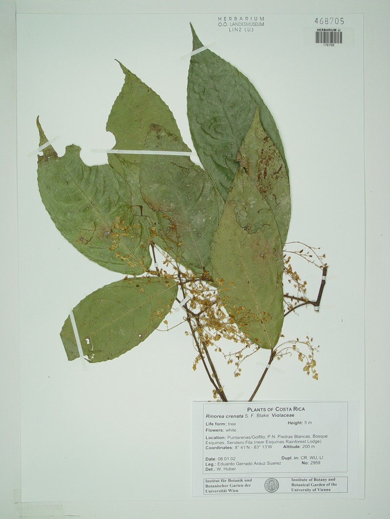 Bribria crenata photo 4
