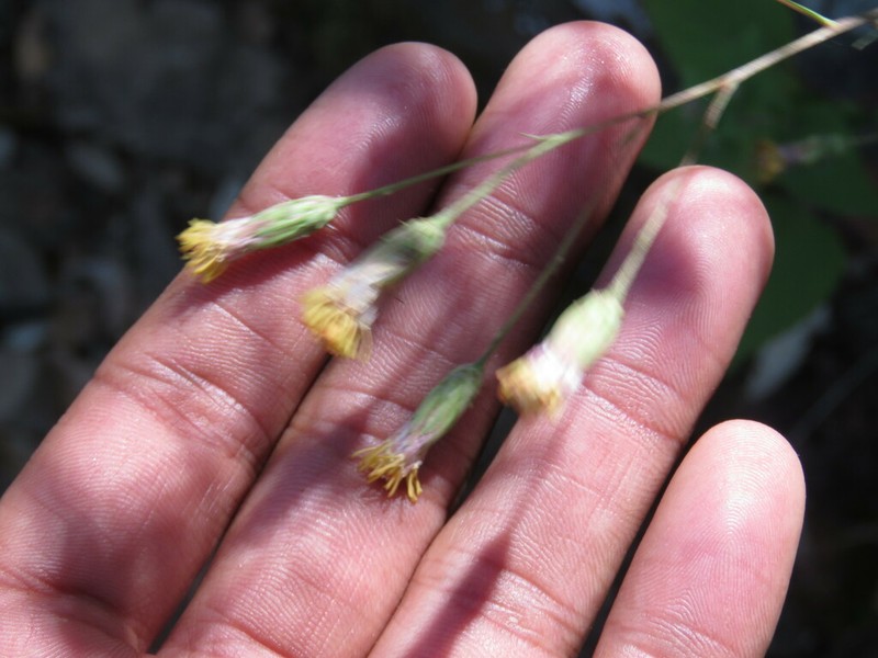 Brickellia adenolepis photo 2