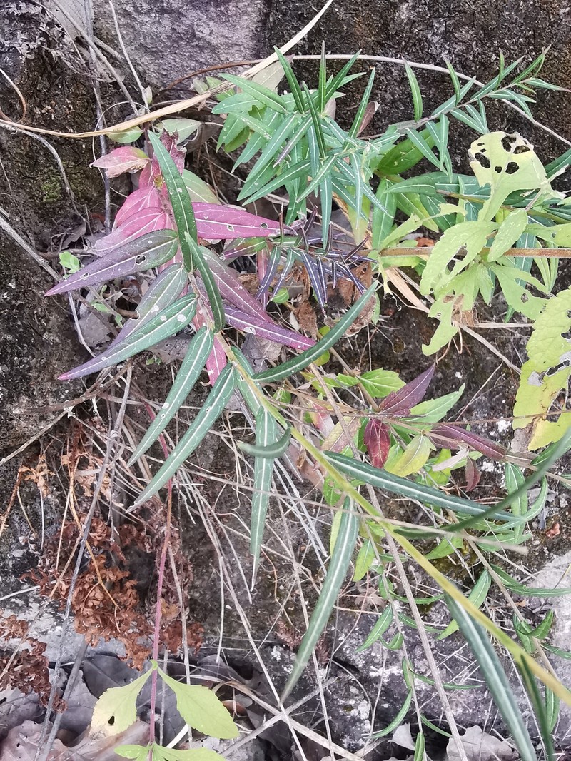 Brickellia adenolepis photo 3