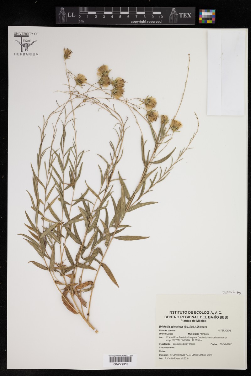 Brickellia adenolepis photo 4
