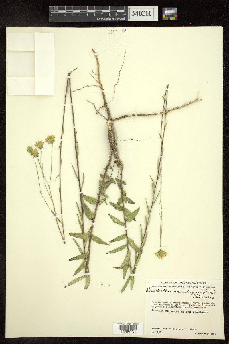 Brickellia adenolepis photo 5