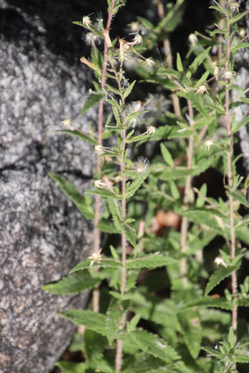 Earleaf Brickellbush