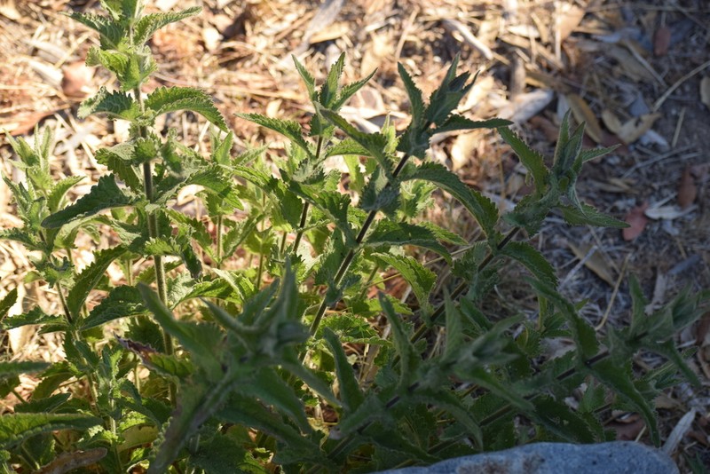 Earleaf Brickellbush photo 2