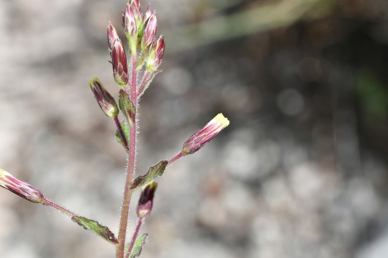 Earleaf Brickellbush photo 8