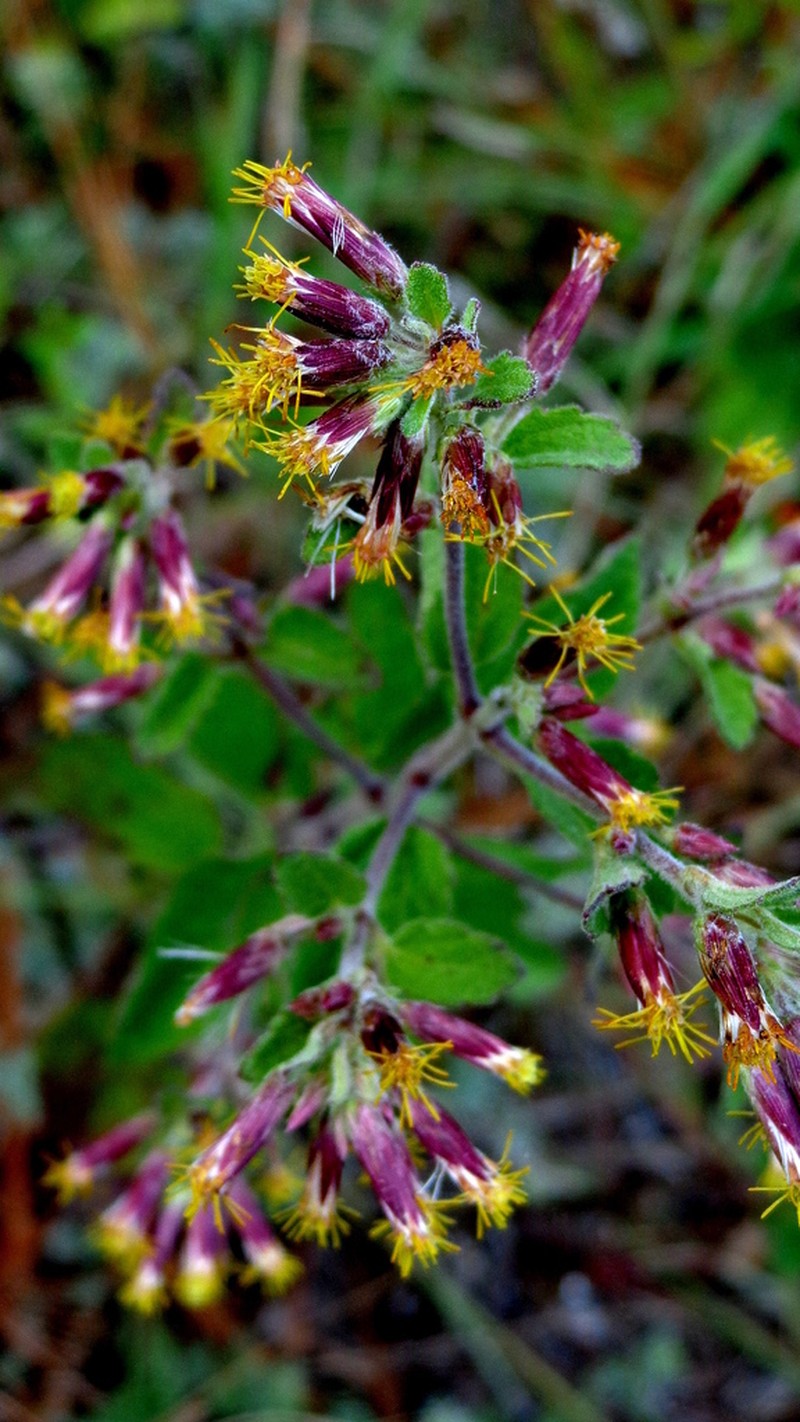 Brickellia aramberrana