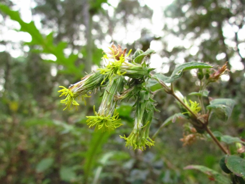 Brickellia argyrolepis